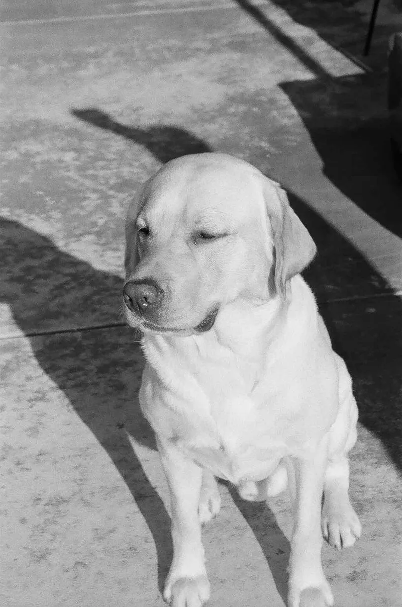 Dawg shot on Ilford HP5 Plus 400 with a Olympus Styluszoom70, developed at The DarkRoom, by Nathan Ramos