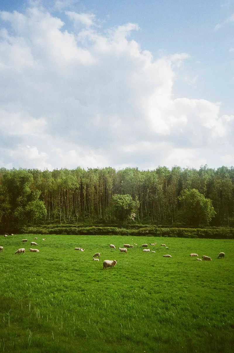Film photo shot on Kodak Gold 200, developed at Conns Camera, by Annraoi Blaney