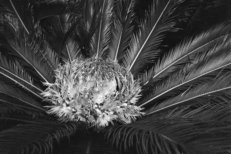 Film photo shot on Film Washi Film Washi Z with a Canon EOS 3, developed at Sviluppo Rullino, by Francesco Mocellin
