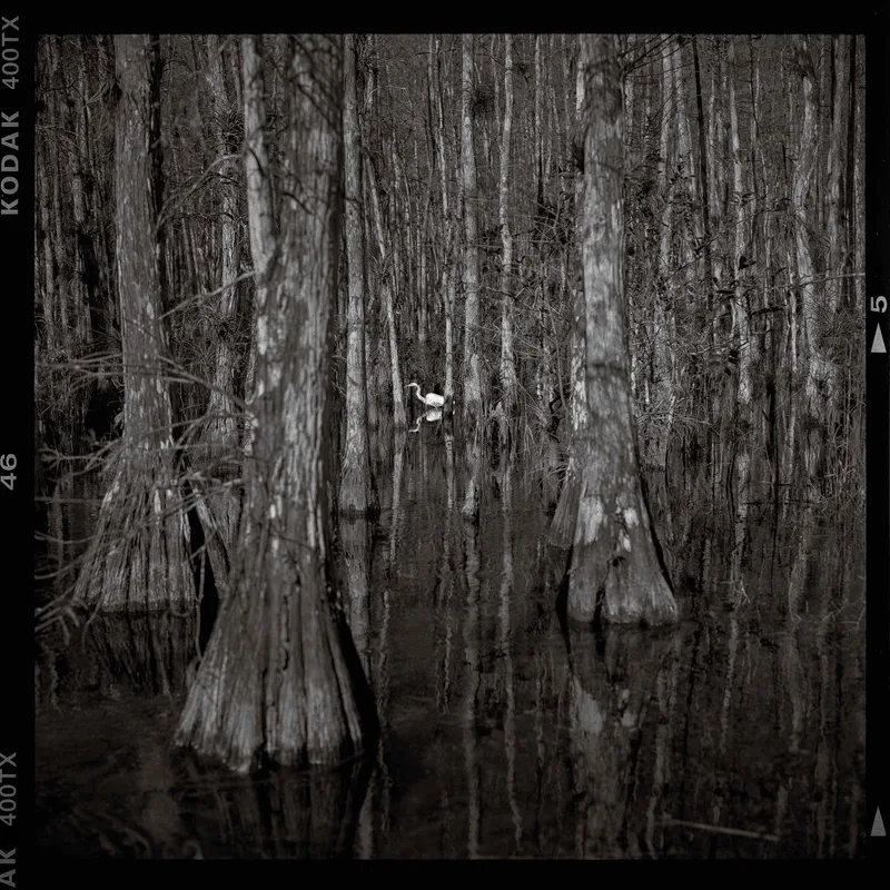 Film photo shot on Kodak Tri-X 400 with a Rolleiflex 2.8GX, developed at Photolab (Berkeley, CA), by Pengyuan Huang