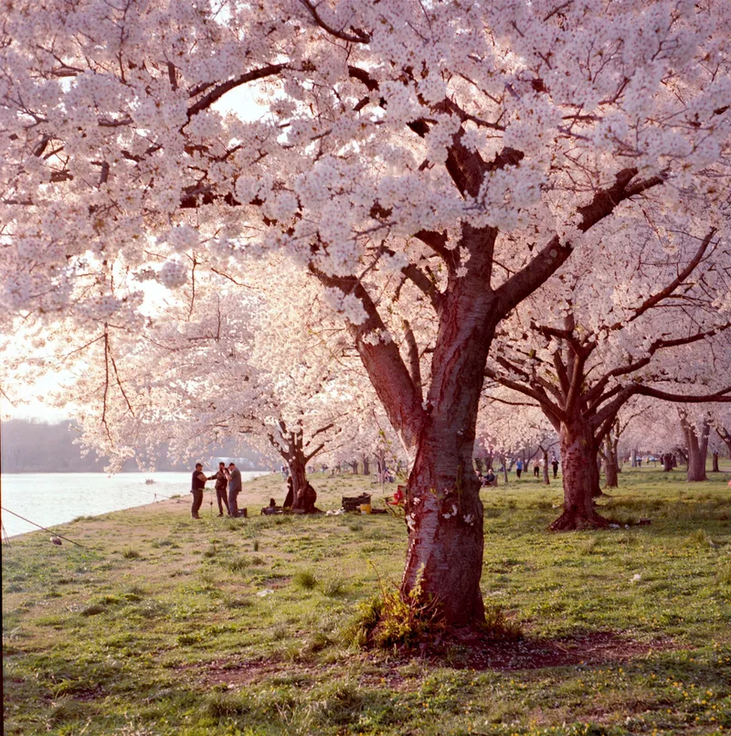 Under the Cherry Blossoms shot on Kodak Ektar 100 with a Yashica Mat 124G, developed at Home / Self-Developed, by alexonkow