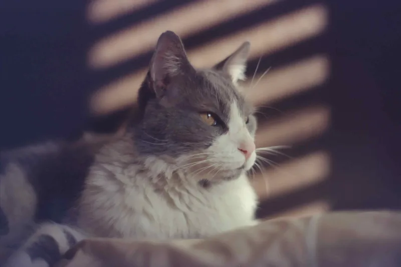Aslan shot on Fujifilm Fuji ETERNA 250D with a Olympus OM-1, developed at TOKYO Photo Lab, by Paula