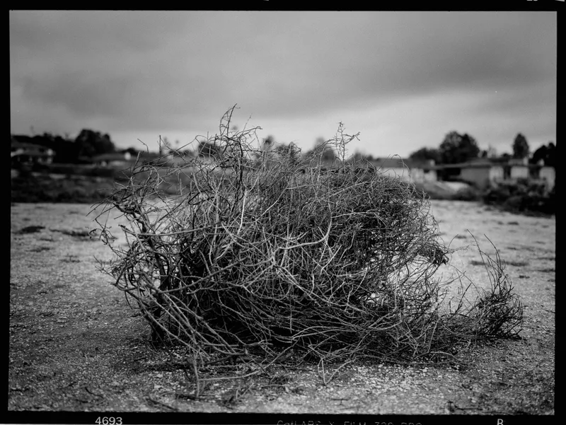 California Tumbleweed shot on CatLABS X Film 320 Pro with a Fuji GW680III, developed at Home / Self-Developed, by Richard Vialet, ASC