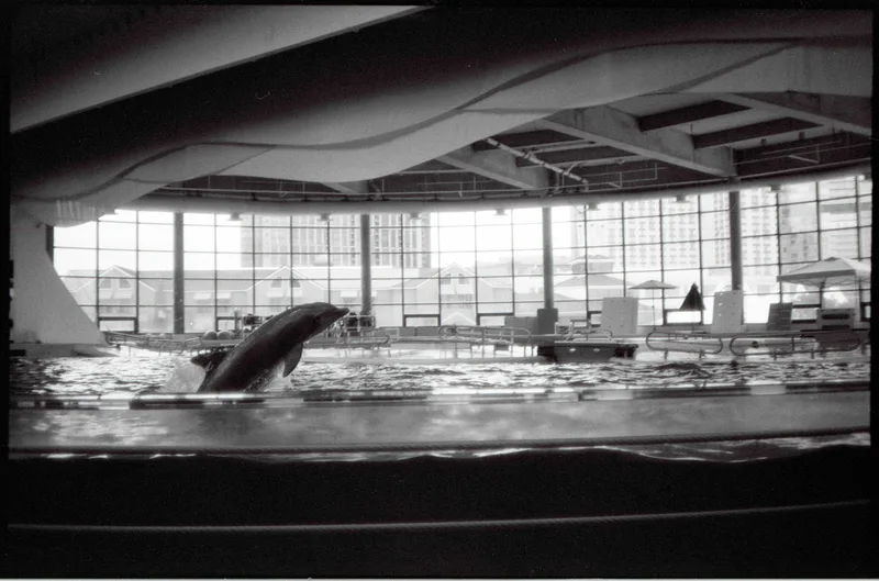 Baltimore Aquarium shot on Ilford HP5 Plus 400 with a Ricoh 500GX, developed at Home / Self-Developed, by Lucy Mueller