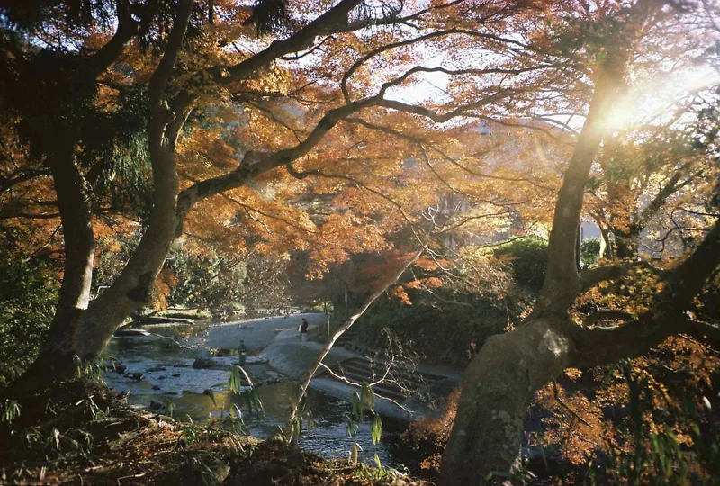 夕焼けの紅葉 shot on Kodak Vision3 50D with a Fuji ZoomCardiaMulti2000OP, by Zane