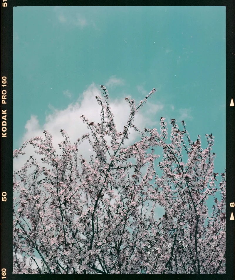 Film photo shot on Kodak Ektacolor Pro160 with a Pentax 6x7 MLU, developed at Ars-imago, by Alessandro Benevento