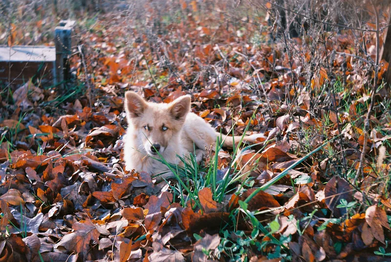 Peaches shot on Kodak Ektar 100 with a Ihagee Exa 1a, developed at Home / Self-Developed, by Levi Smith