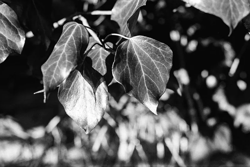 Winter sunshine shot on Ilford HP5 Plus 400 with a Olympus OM-10, developed at Harman Lab, by Andy Hawthorne