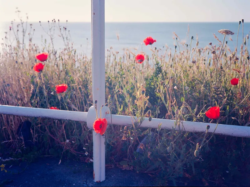 Poppies, Southwold shot on Kodak Ektar 100 with a Fuji GS645S, developed at Jack’s Lab, by William