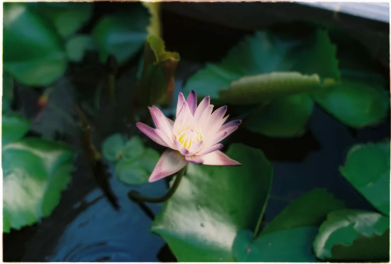 Film photo shot on Kodak Portra 160 with a Nikon FM2n, developed at CropLab, by nivhty123