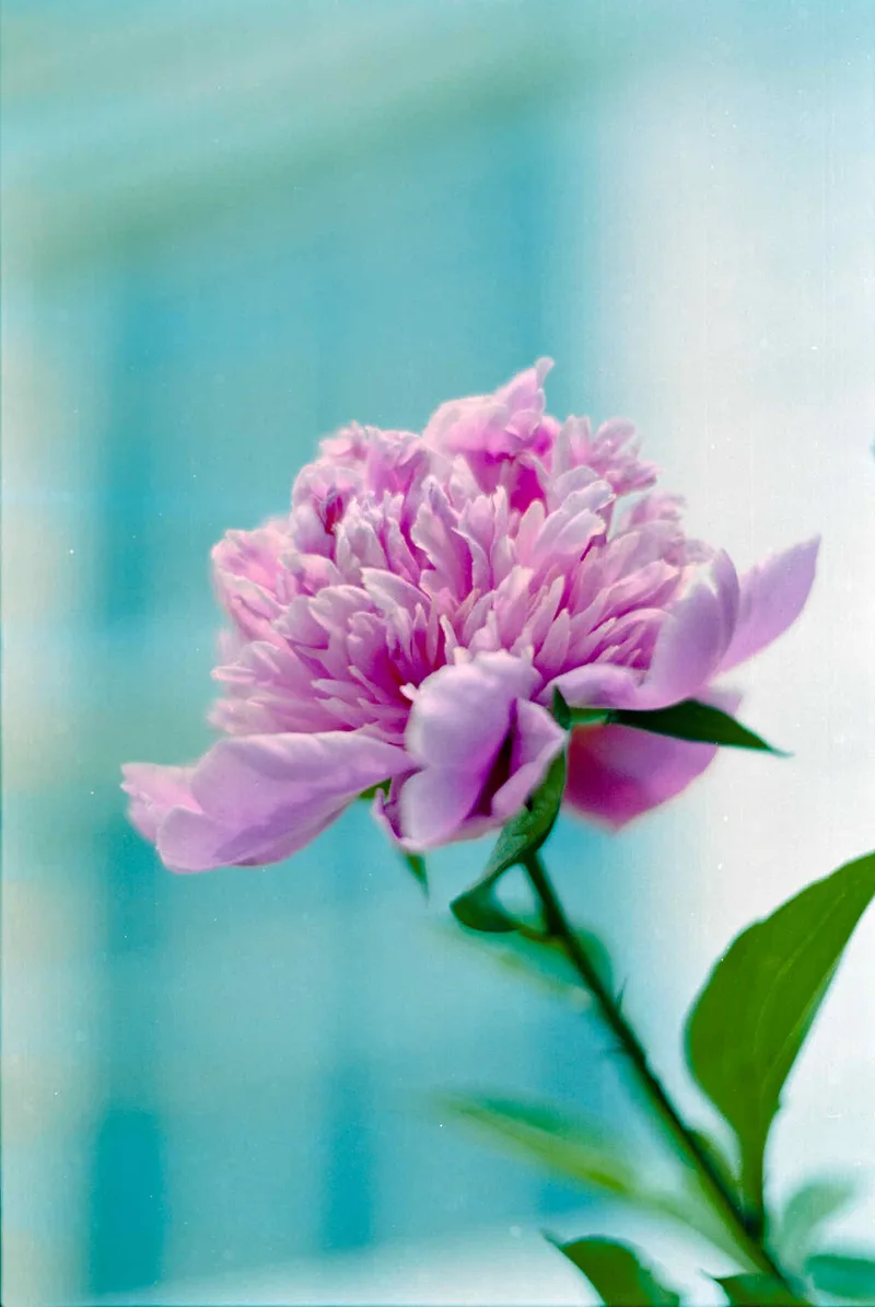 Film photo shot on Kodak EXR 100T with a Nikon F2, developed at Home / Self-Developed, by Scott Zempel