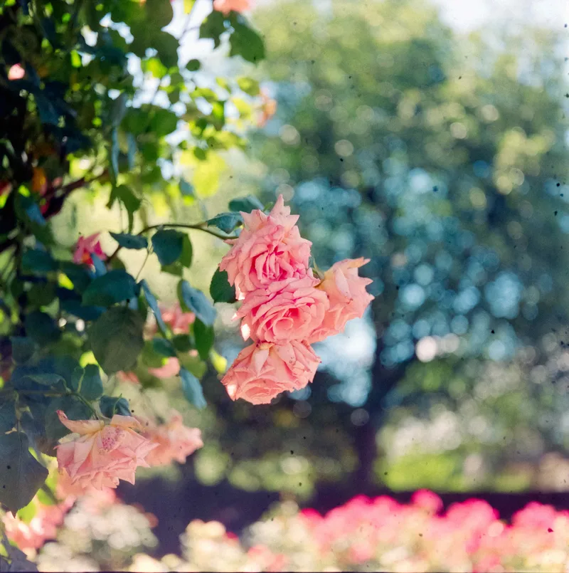 Film photo shot on Cinestill 400D with a Rolleiflex MX-EVS, developed at Home / Self-Developed, by Sebastian Boyes
