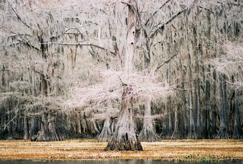 In winter shot on Kodak Portra 400 with a Nikon FE, developed at Austin Camera, by Sarah Throop