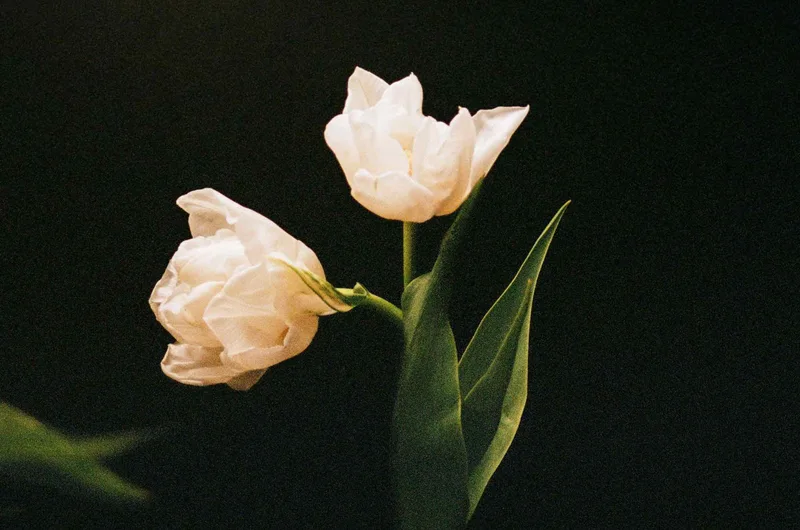 ‘Devon White Tulips’ shot on Kodak Portra 400 with a Minolta Dynax 5, developed at Take It Easy, by Hannah Gimblett