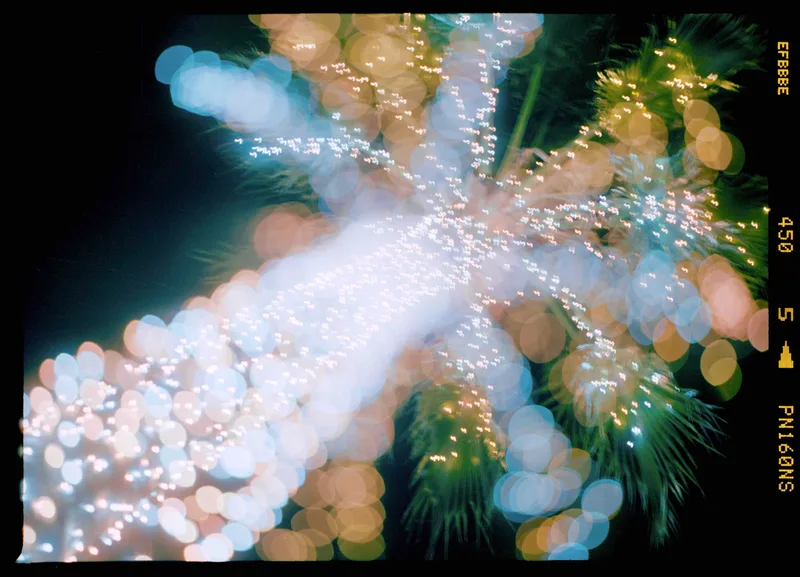 Thrilling Tropical Tree shot on Fujifilm Pro 160NS with a Mamiya 645, developed at Sakuraya Photography Lab, by $ickdude