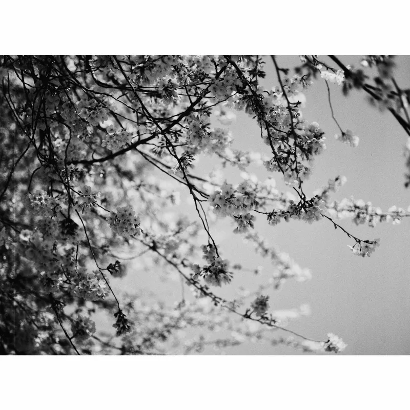 cherry blossom baby shot on Ilford Kentmere Pan 100 with a Mamiya M645, developed at Reformed Film Lab, by Ev