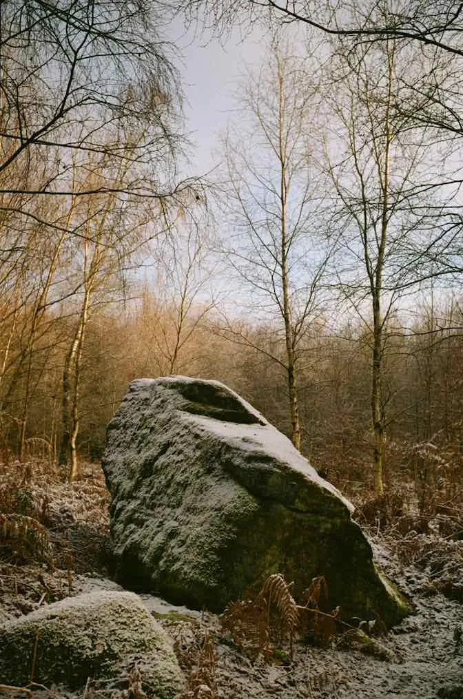 A Rock in Birch Forest shot on Kodak Gold 200 with a Leica IIIb, developed at Analogue Wonderland, by Gunther