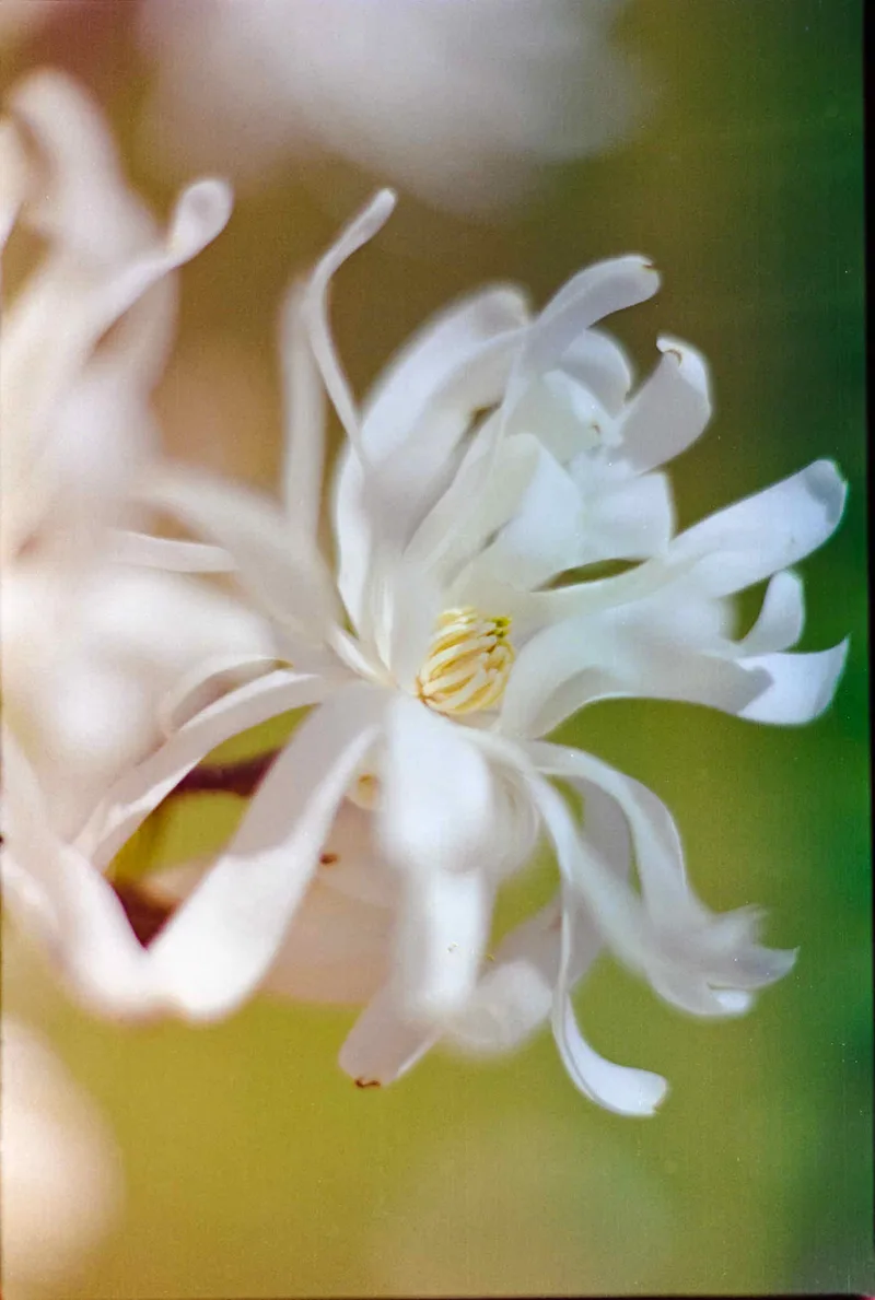 Film photo shot on Kodak EXR 100T with a Nikon F2, developed at Home / Self-Developed, by Scott Zempel