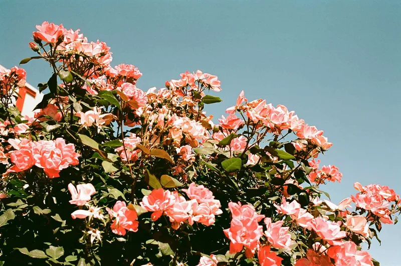 Pink Flowers shot on Flic Film Elektra 100 with a Canon AE-1 Program, developed at Kenmore Camera Photo Lab, by Camilla