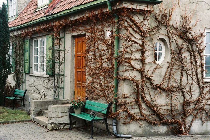 Hell's vines shot on Kodak UltraMax 400 with a Nikon FM2n, developed at Oslo Foto, by Marko