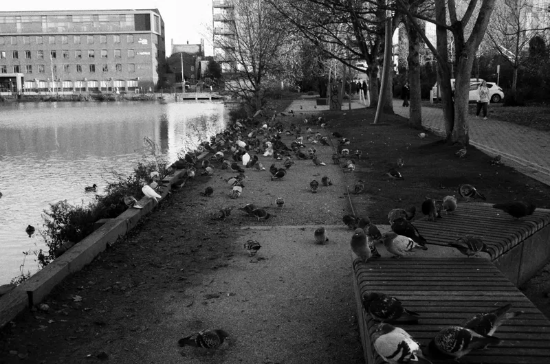 Pigeons! shot on Ilford Kentmere Pan 400 with a Miranda MS-3, developed at Home / Self-Developed, by Meengamer