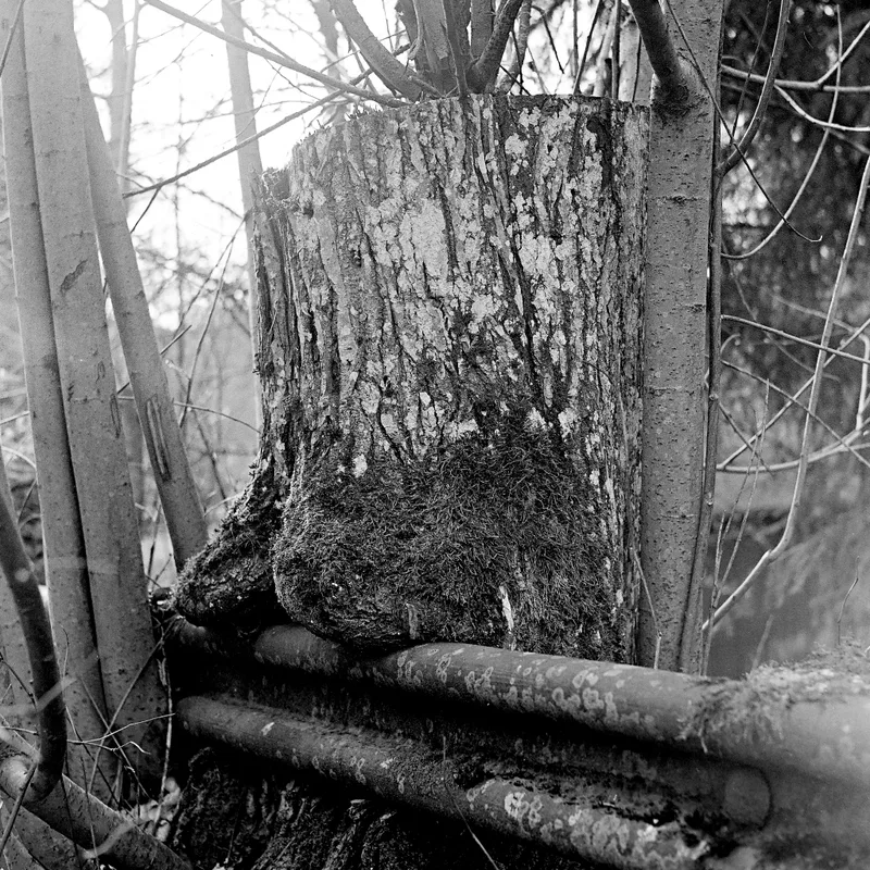 Nature Reclaims the Rail shot on Ilford HP5 Plus 400 with a Ricoh Diacord TLR, developed at Home / Self-Developed, by lillepv