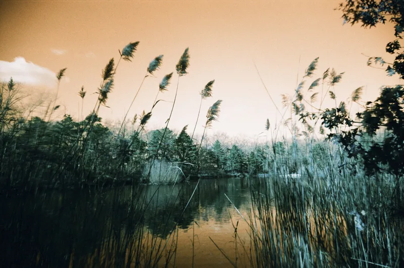 Film photo shot on Lomography LomoChrome Turquoise 100 with a Lomo Apparat, developed at Reformed Film Lab, by parker