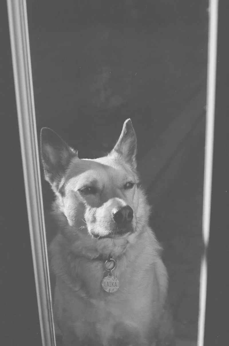 How much is that Puppy in the window? shot on Kodak Tri-X 400 with a Ricoh XR-10M, developed at Hutt Street Photos, by Fox