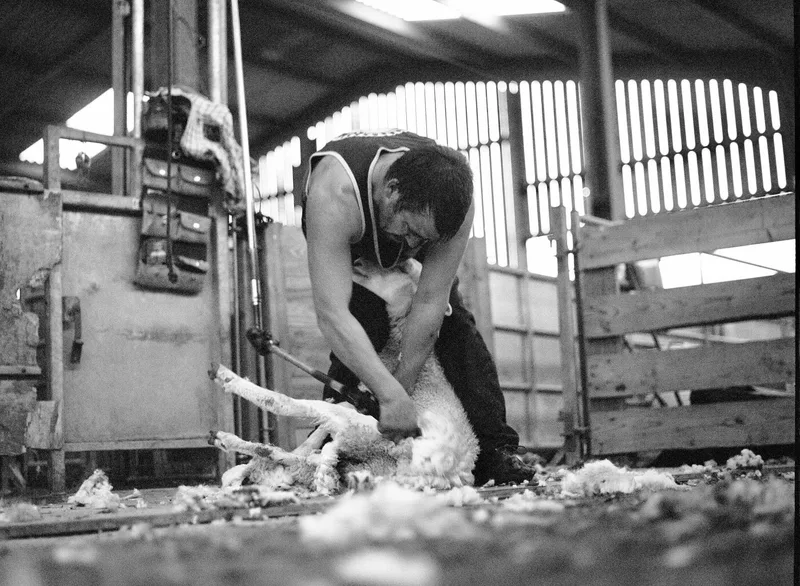 Sheep shearing away shot on Ilford HP5 with a Leica M6, developed at AG Photolab, by Rick Davy