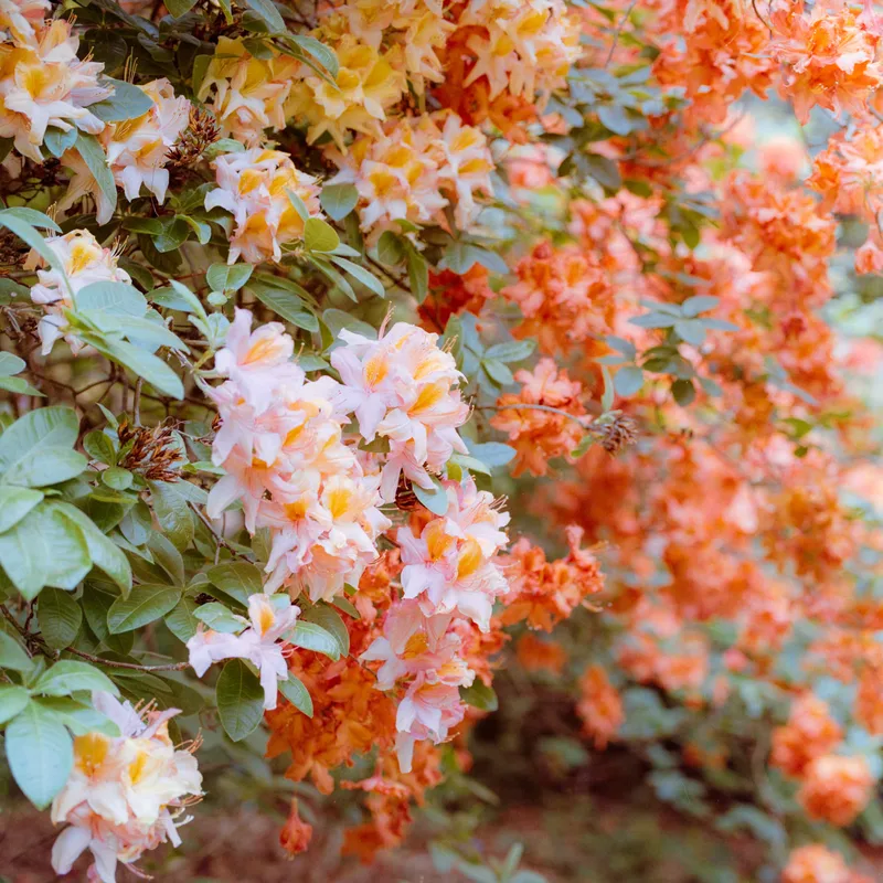 Spring Colours shot on Kodak Gold 200 with a Zenza Bronica SQ-Ai, developed at Home / Self-Developed, by Stuart Leeds