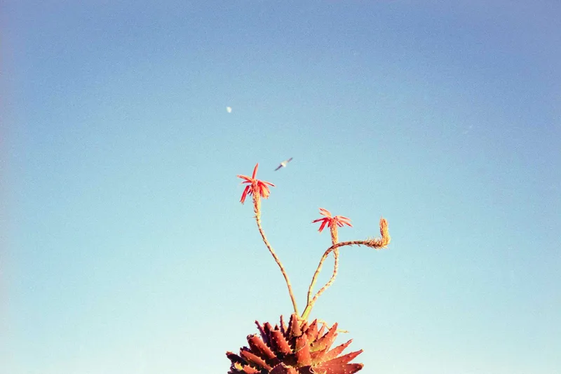 Cactus, moon and seagull shot on Fujifilm Pro 400H with a Voigtländer Bessa R3, developed at 1826 film lab, by Raúl Barroso