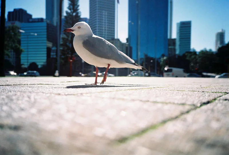 Gull shot on Perutz Primera 200 with a Olympus XA, by Matt