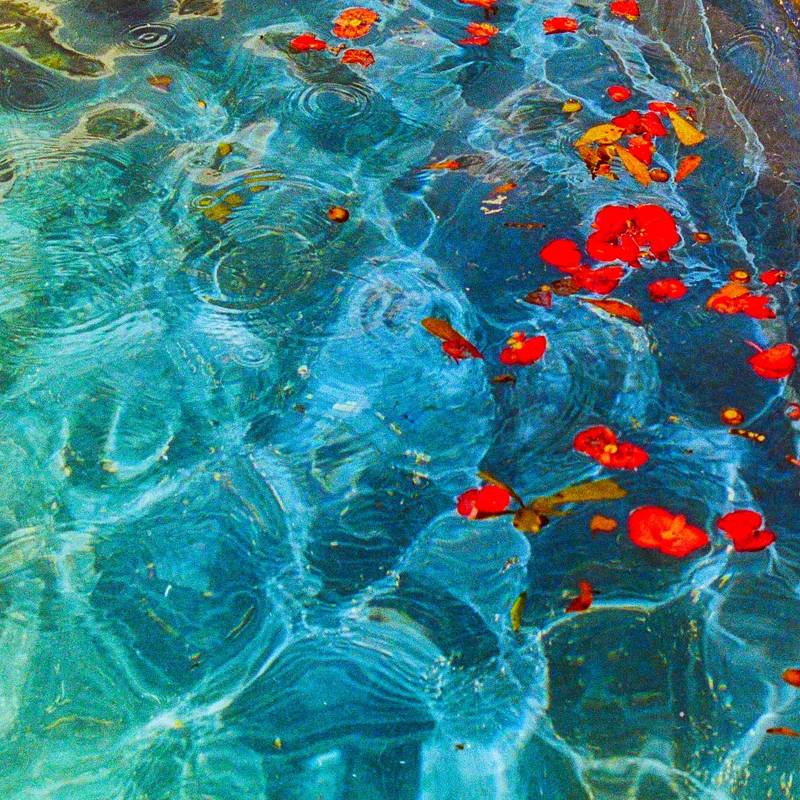 Petals on the Water shot on Kodak Portra 400 with a Nikon FG, developed at Home / Self-Developed, by Ryan Jensen