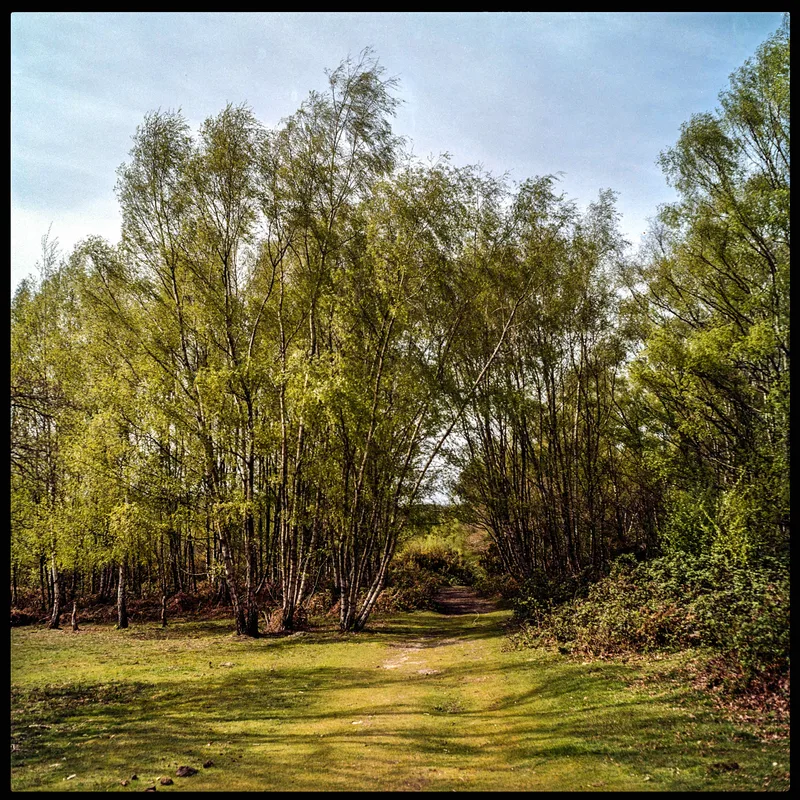 Springtime Silver shot on Kodak Gold 200 with a Mamiya 6_Automat_II, developed at Home / Self-Developed, by Stuart Leeds