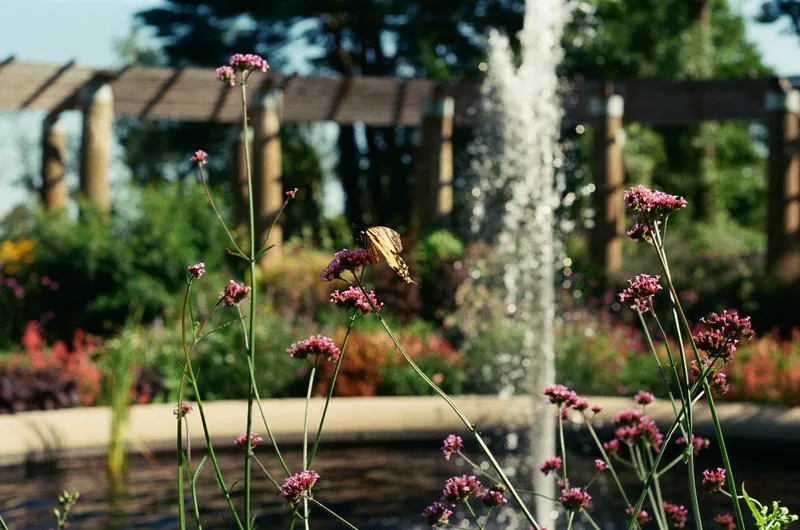 Butterfly shot on Fujifilm Superia X-TRA 400 with a Pentax Program A, developed at Lumentation