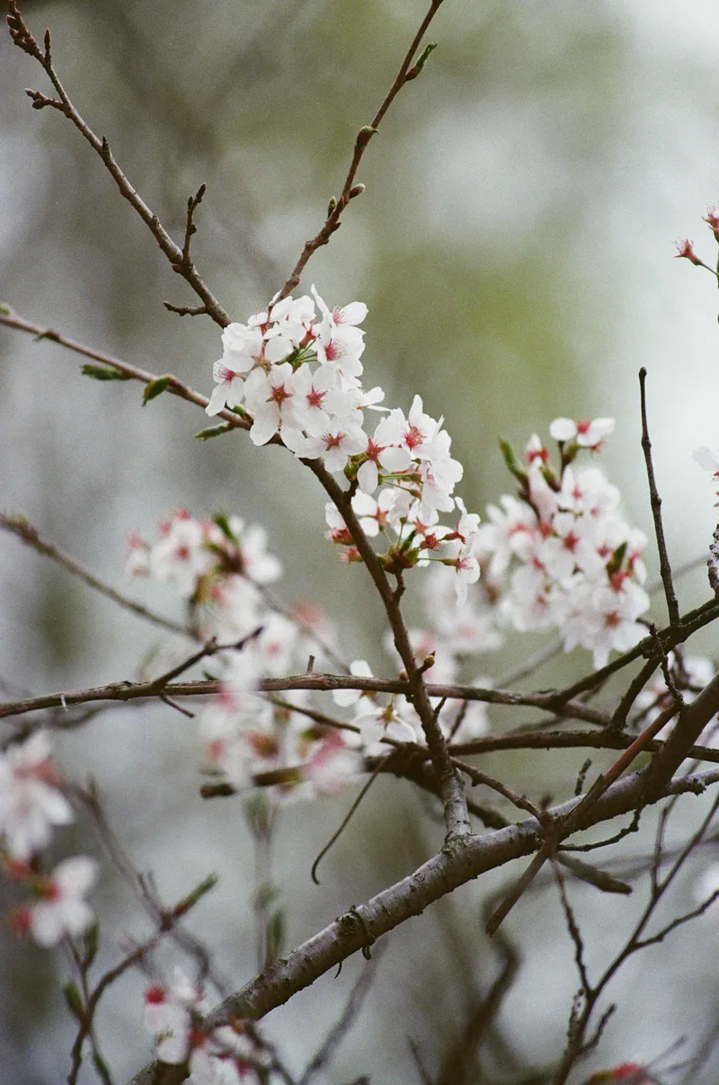 Cherry Blossom shot on Fujifilm 400 with a Minolta Dynax 5, by KeiFresh