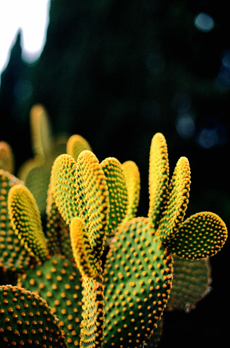 Cactus. shot on Kodak Ektar 100 with a Canon AE-1, developed at Arcanes labo photo, by Enguerrand thivent