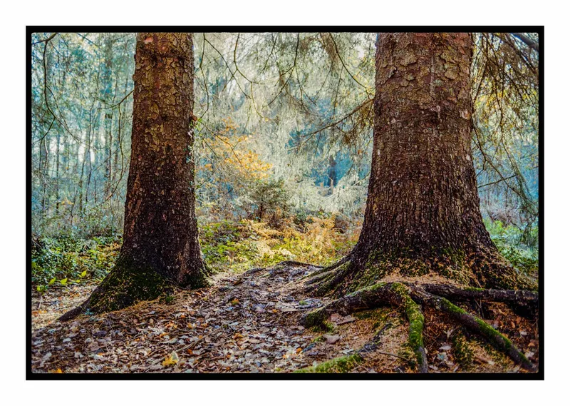 Autumn in Forest of Dean shot on Kodak ColorPlus 200 with a Nikon F801s, developed at Home / Self-Developed, by Stuart Leeds