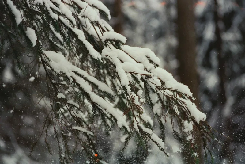 Snowing falls from the pine shot on FilmNeverDie UMI 800 with a Pentax Program A, developed at Format FilmLab, by Alexander