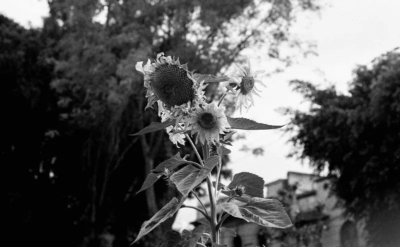 Sunflower shot on Adox CHS 100 II with a Canon AE-1, developed at Foto Citlali, by Nathan
