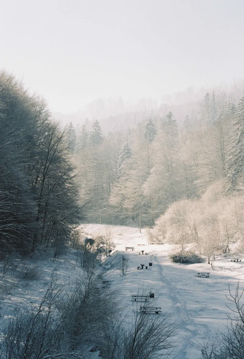 Cold. shot on Kodak Gold 200 with a Canon EOS 500, developed at Camera Lucida Lab, by meetza