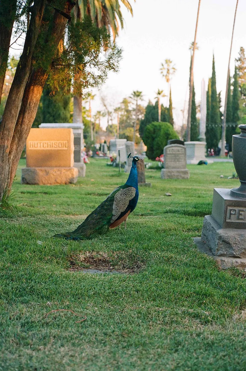 Hollywood forever shot on Kodak Portra 800 with a Canon AE-1, developed at Action Camera Reno, by Leigh
