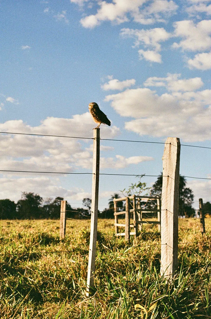 Coruja Fotogênica shot on Kodak Gold 200 with a Nikon F3 HP, developed at FFV Lab - Belo Horizonte, by Thiago Reis