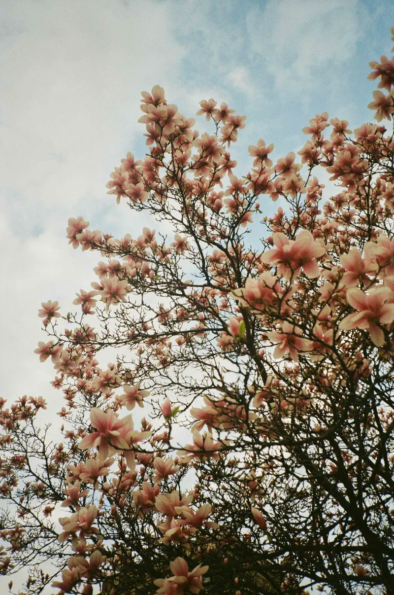 magnolias, cuyler gore, fort greene, brooklyn shot on Fujifilm 200 with a Kyocera TScope, developed at Northeast Photographic, by Eric Wefald - Huang