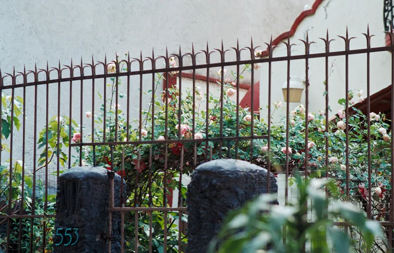 Roses shot on Fujifilm FujiColor C100 with a Nikkormat FTN, developed at Foto Citlali, by Nathan