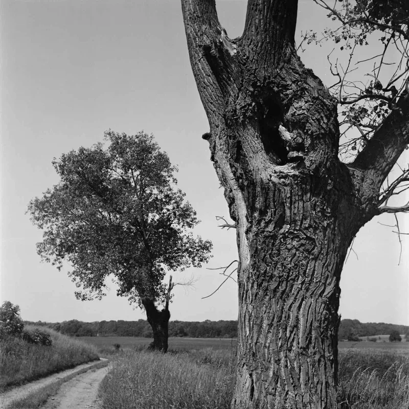 Film photo shot on Foma Fomapan 200 Creative with a Mamiya 645J, by rafaln70