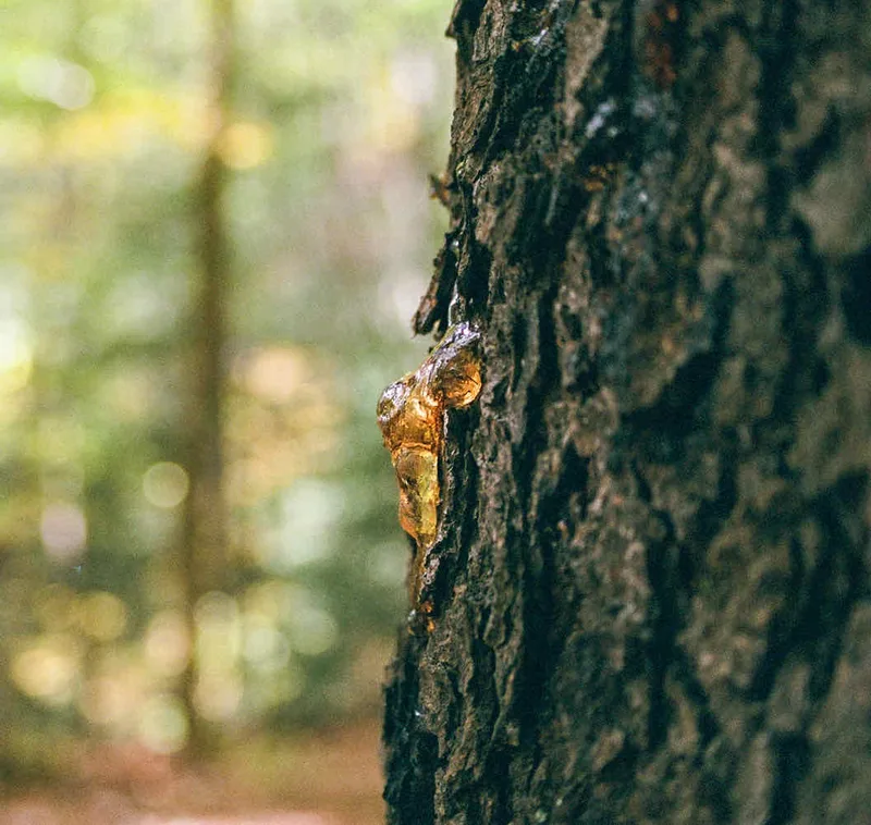 Film photo shot on Kodak Gold 200 with a Canon EOS T2, by SB