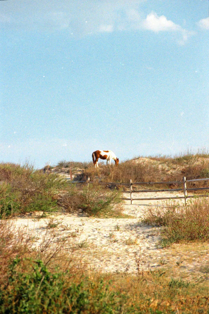 Wild Pony 01 shot on Kodak Gold 200 with a Canon A1, developed at Camera’s Etc, by Ken