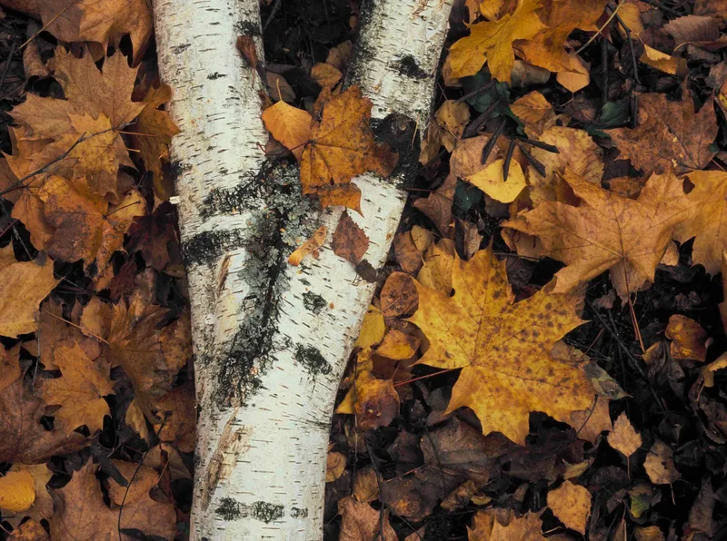 Birch & Leaves shot on Fujifilm Velvia 100 with a Mamiya 645 Pro, developed at Kommuna, by Marliq