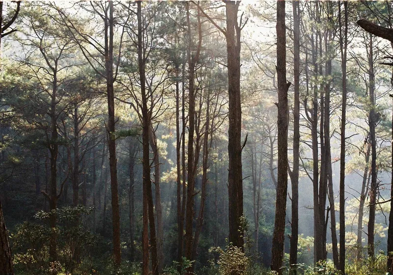 Film photo shot on Kodak ColorPlus 200 with a Pentax Spotmatic F, by saya